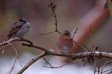 Mus en een Vink