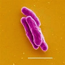 Bacterias patógenas