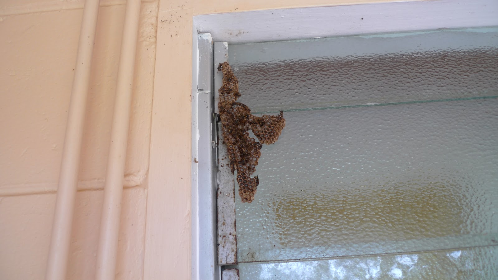 Simple, Raw and Natural Paperbark Wasps