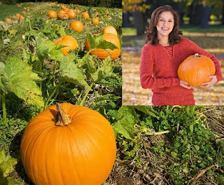 Pumpkin Farming Business