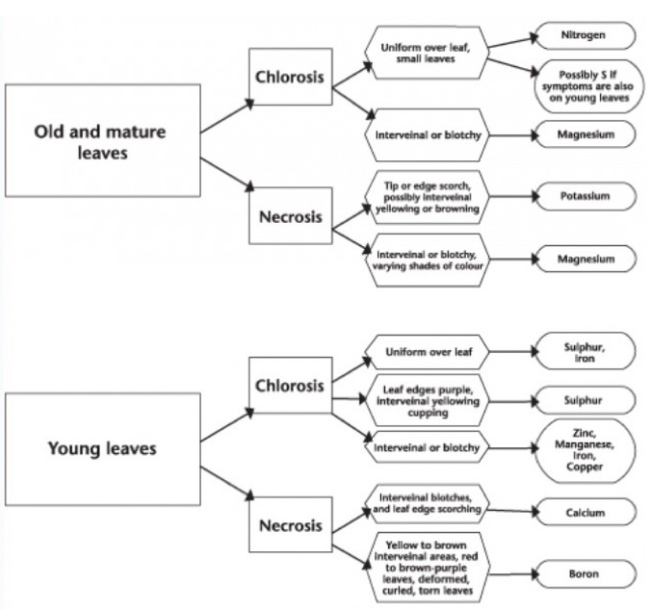 Aquatic Plant Aquatic Plant Nutrient Deficiency Chart