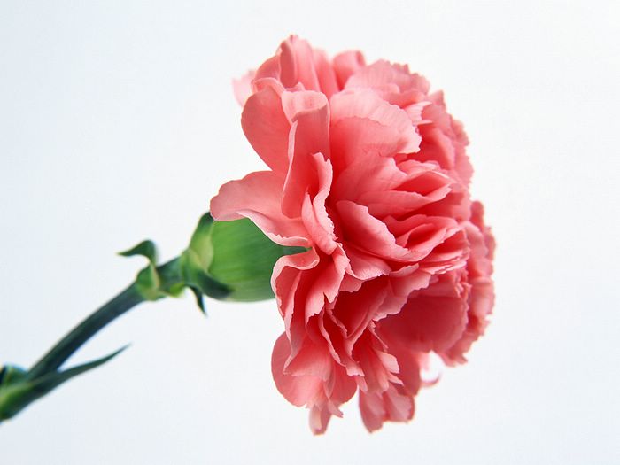 Carnations Photos