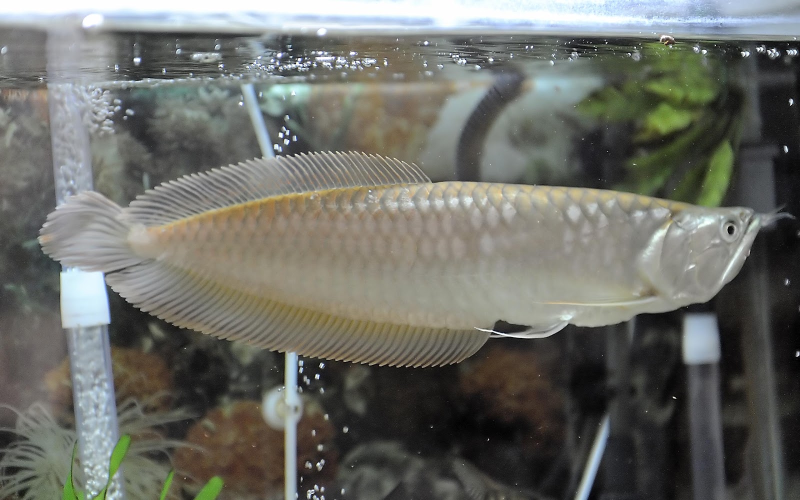 "SILVER AROWANA"