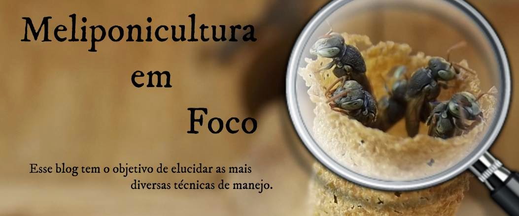 Meliponicultura em Foco