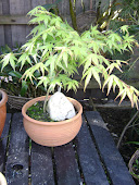 Bonsai Maple