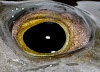 EYE DETAIL