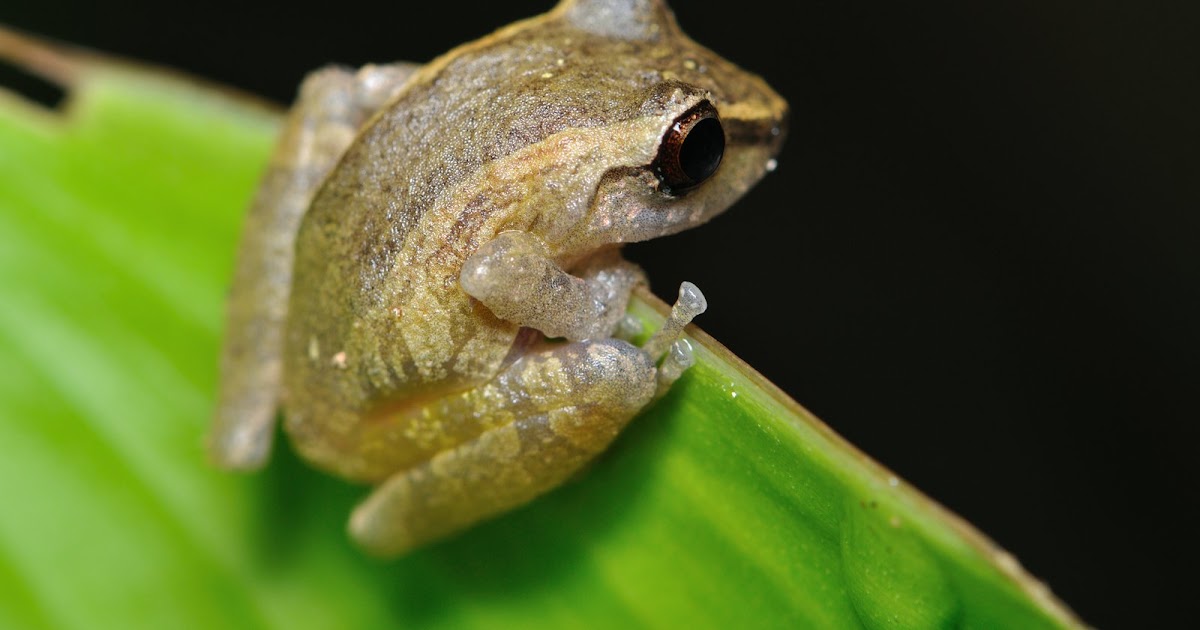 More Costa Rican Frogs! | the pace of nature
