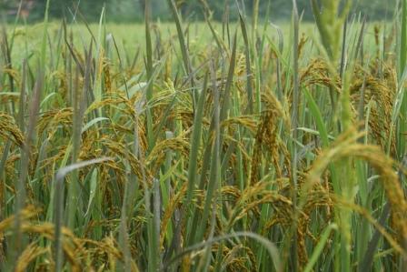 rencontre femme indienne de 25 ans