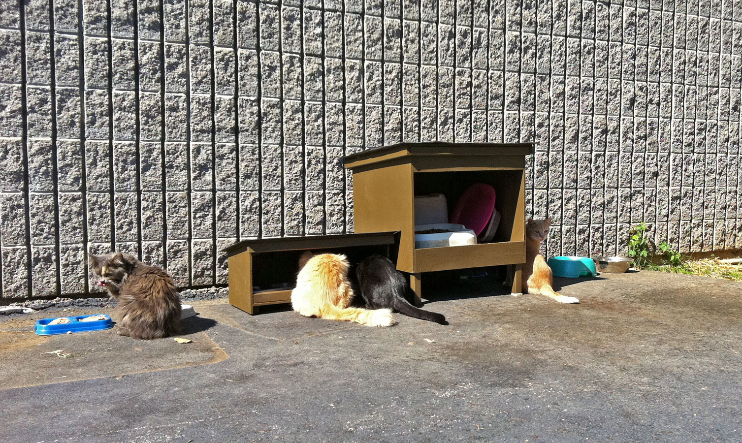 44 Feral Cat Feeding Station Elevated Photography