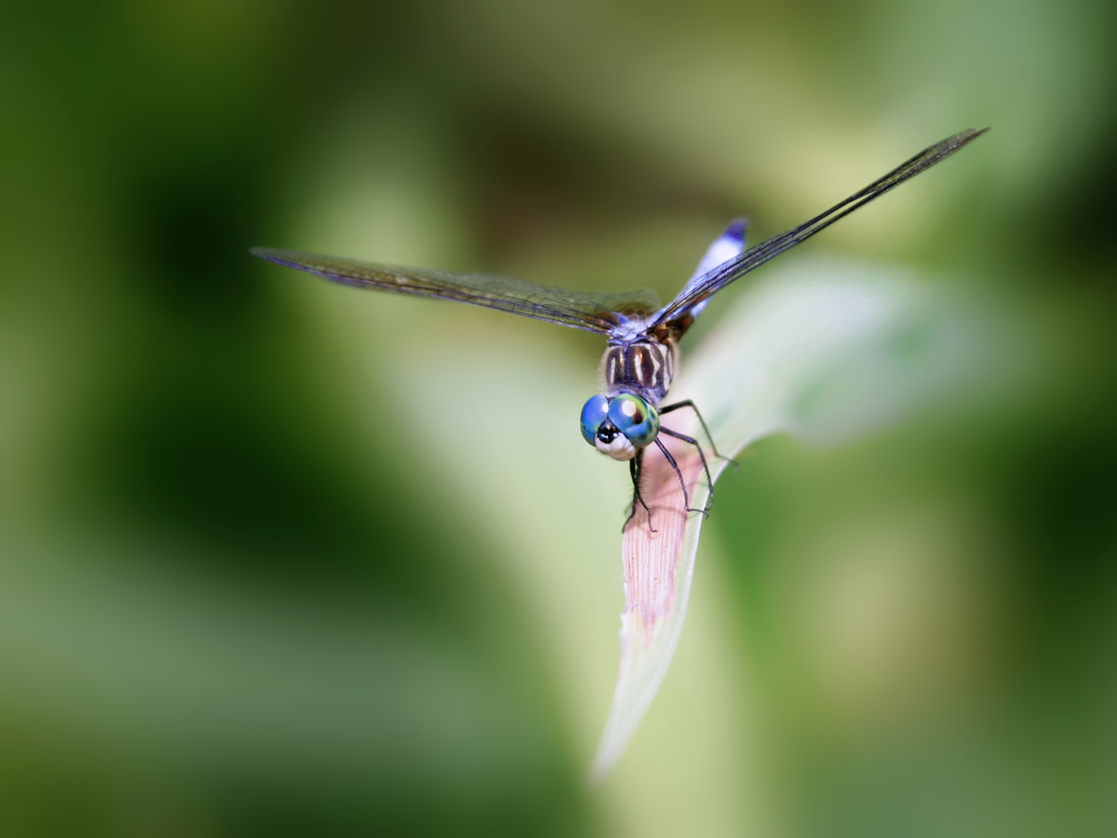 dragonfly wallpapers