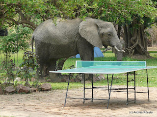 Reisen Afrika Sambia South Luanga Nationalpark