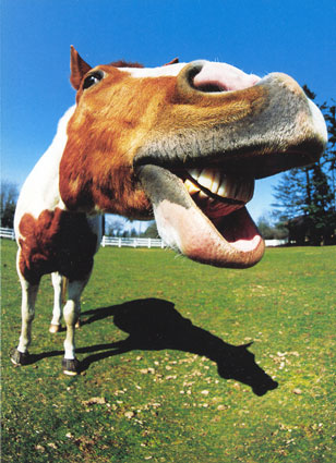 Horse Face Funny