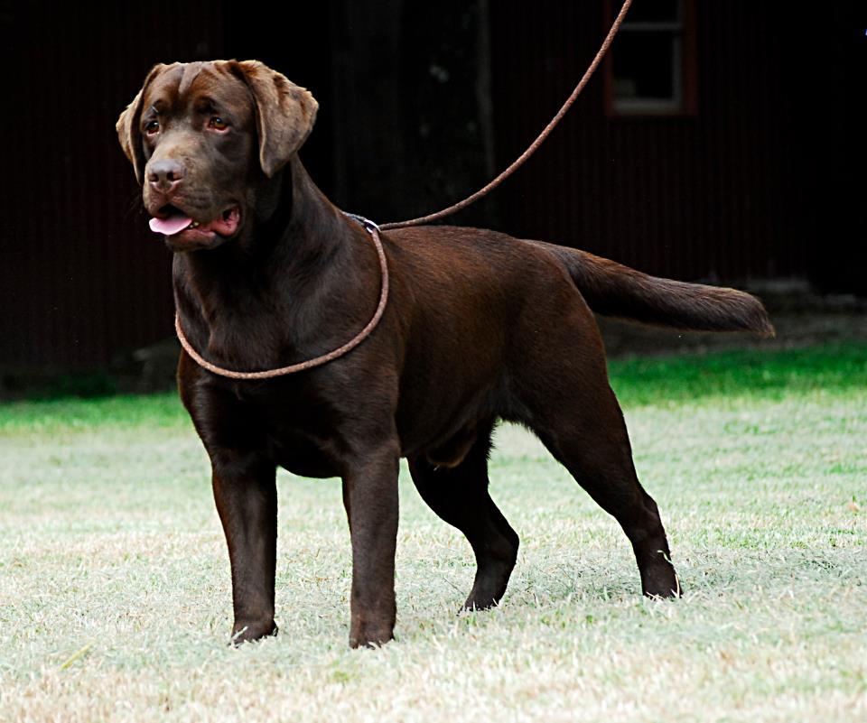 Chocolate Labrador Puppies Father of litter born May 2012