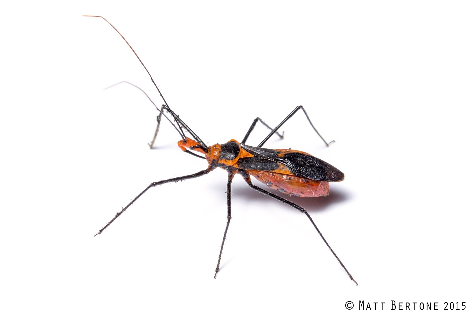 ncsu pdic kissing bugs
