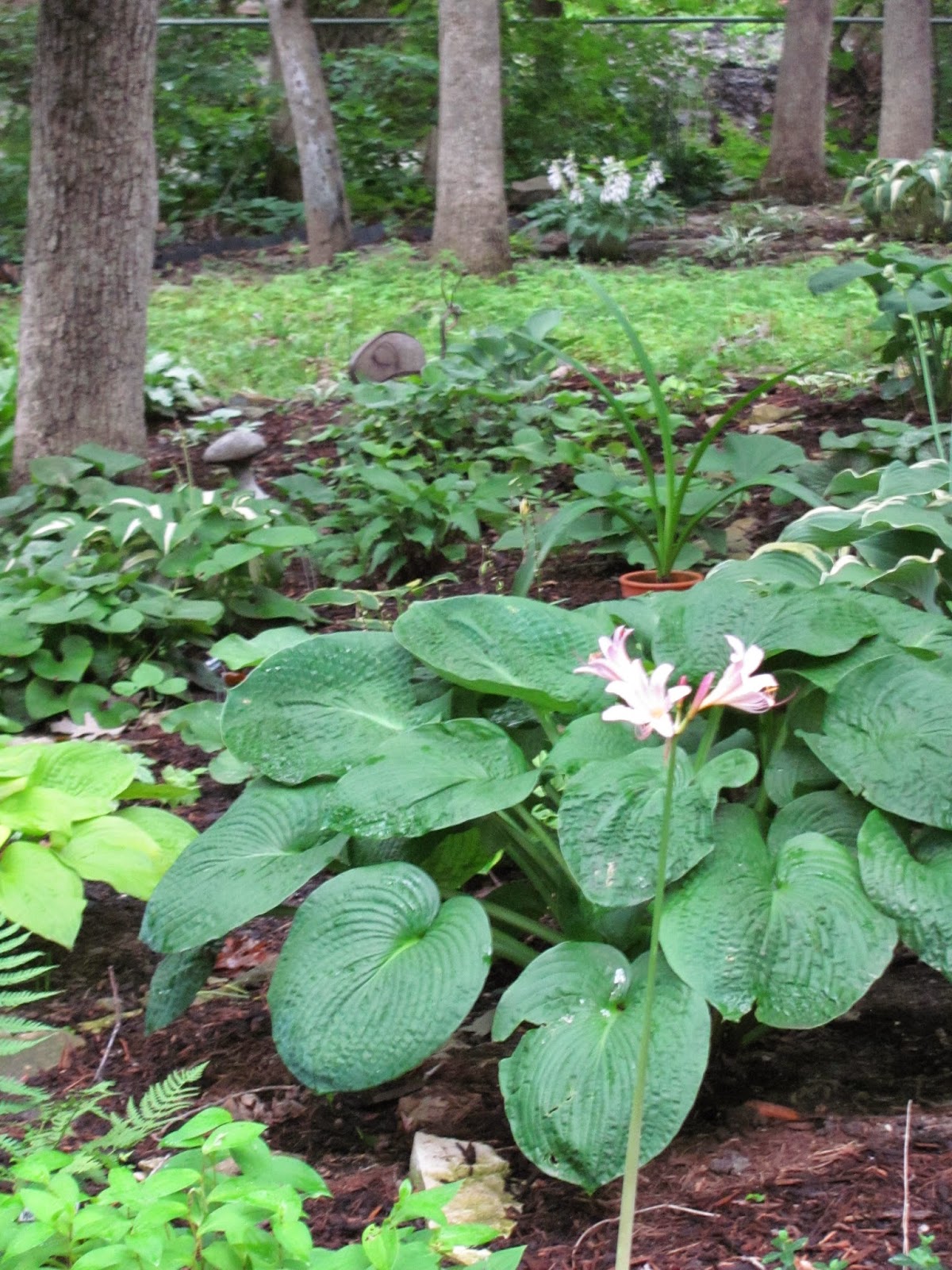 Does Everything Grow Better in My Neighbor�s Yard? Heigh