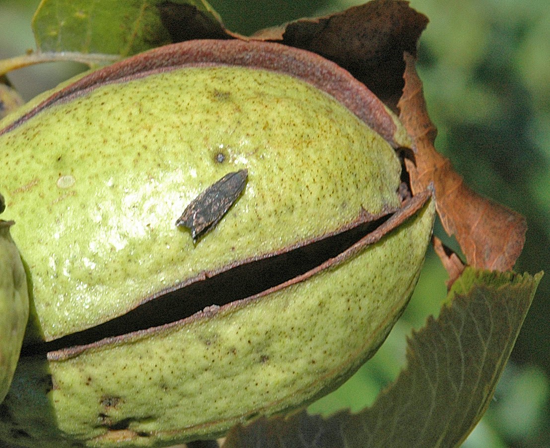 Northern Pecans Hickory shuckworm The worm in the shuck.