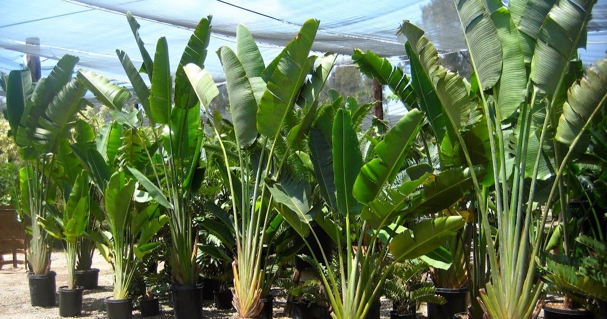 Edinar Flores e Eventos - A palmeira ravenala é uma espécie de palmeira  comumente chamada de palmeira dos viajantes, pelo fato de seus pecíolos  acumularem água. Desse modo, costumava ser um ótimo