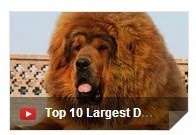 largest dog breeds list, largest dog breeds in the world
