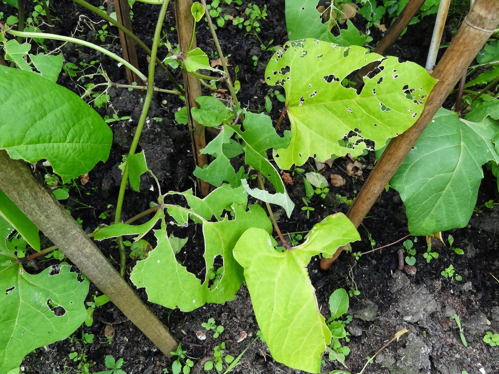 runner beans problems