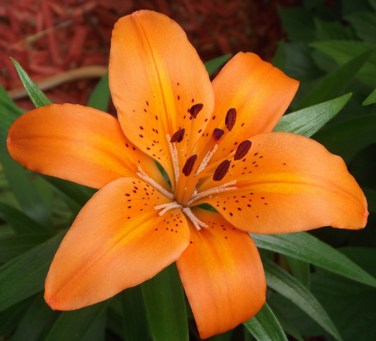 Never Enough Time Lilies are Blooming