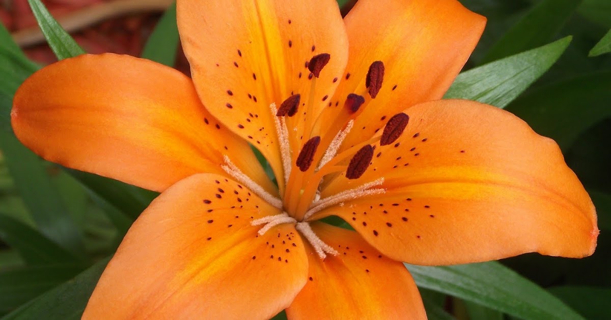 Never Enough Time Lilies are Blooming