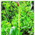 Medicinal Uses of Malaxis Muscifera,"Jeevak","Rishabhak","Herbal Medicinal Plant,Herbal Medicos