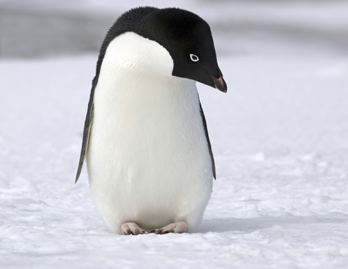 Penguin Belly Ring Penguin Belly Ring