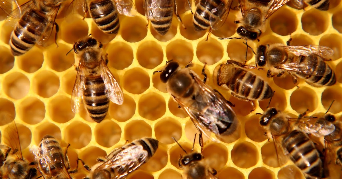 Endangered New Jersey Honey Bees