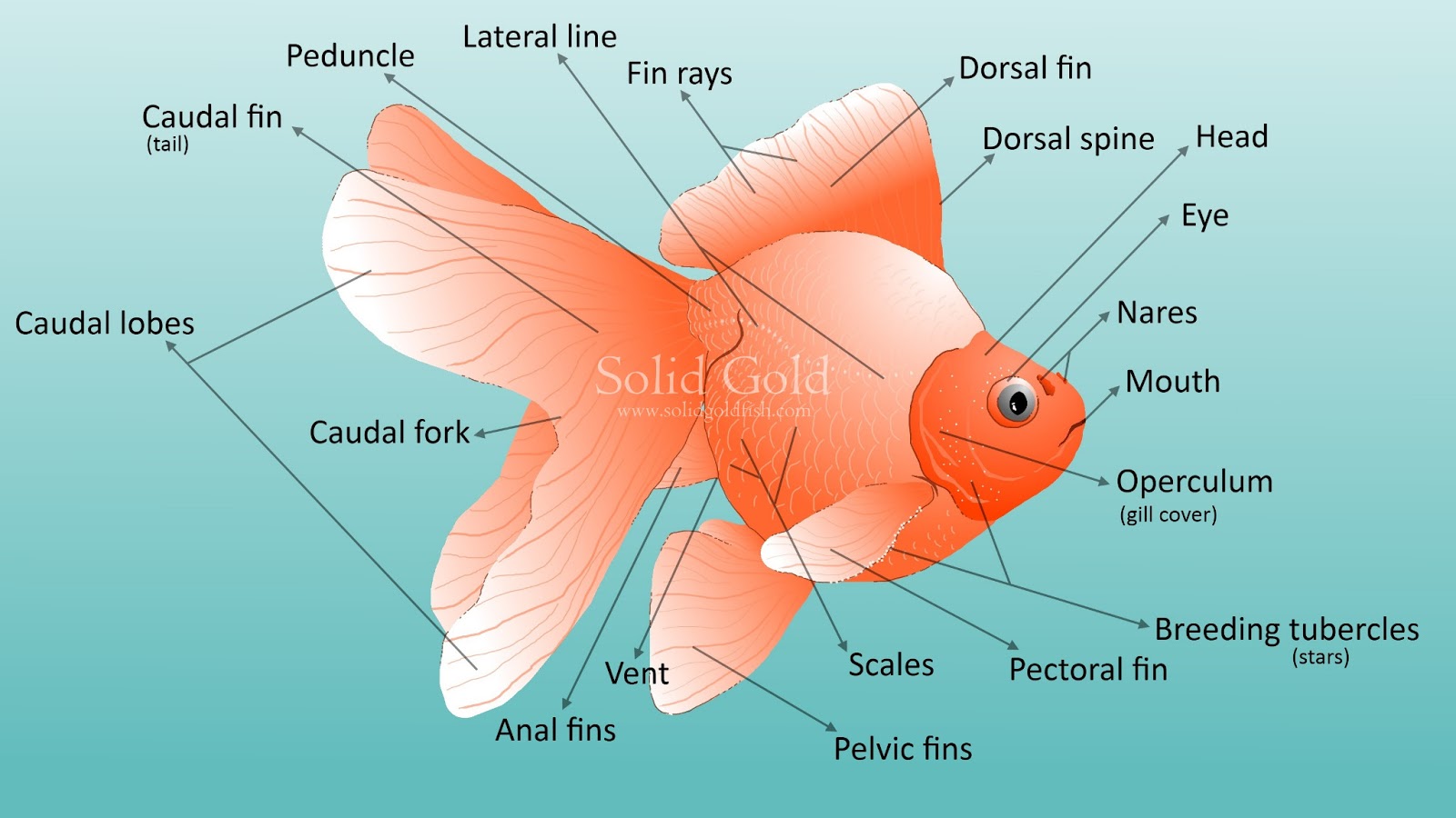 Goldfish External Anatomy  U2013 Solid Gold Aquatics