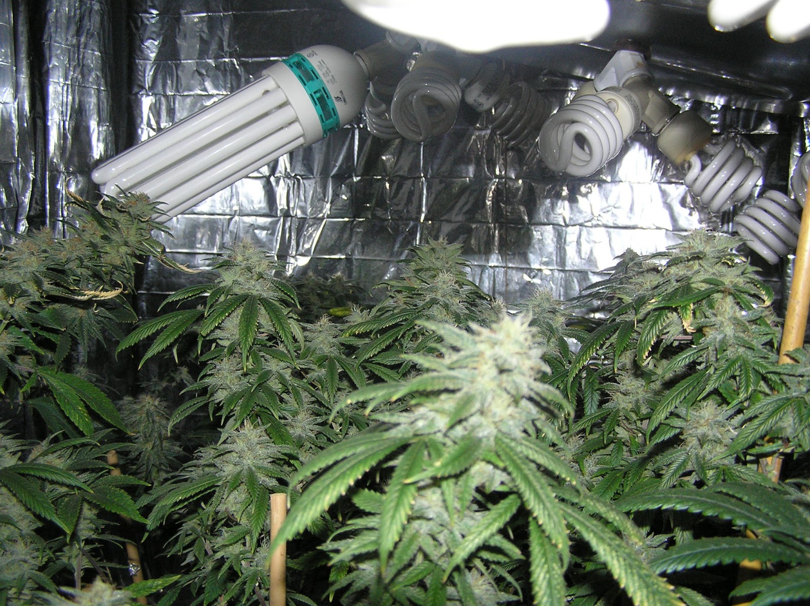 Grow Lights for Stealth and Indoor Growing! Super Powerful