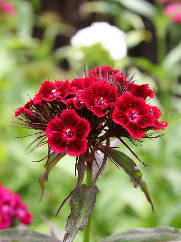 World's Beautiful things around us ! Beautiful flowers across the world