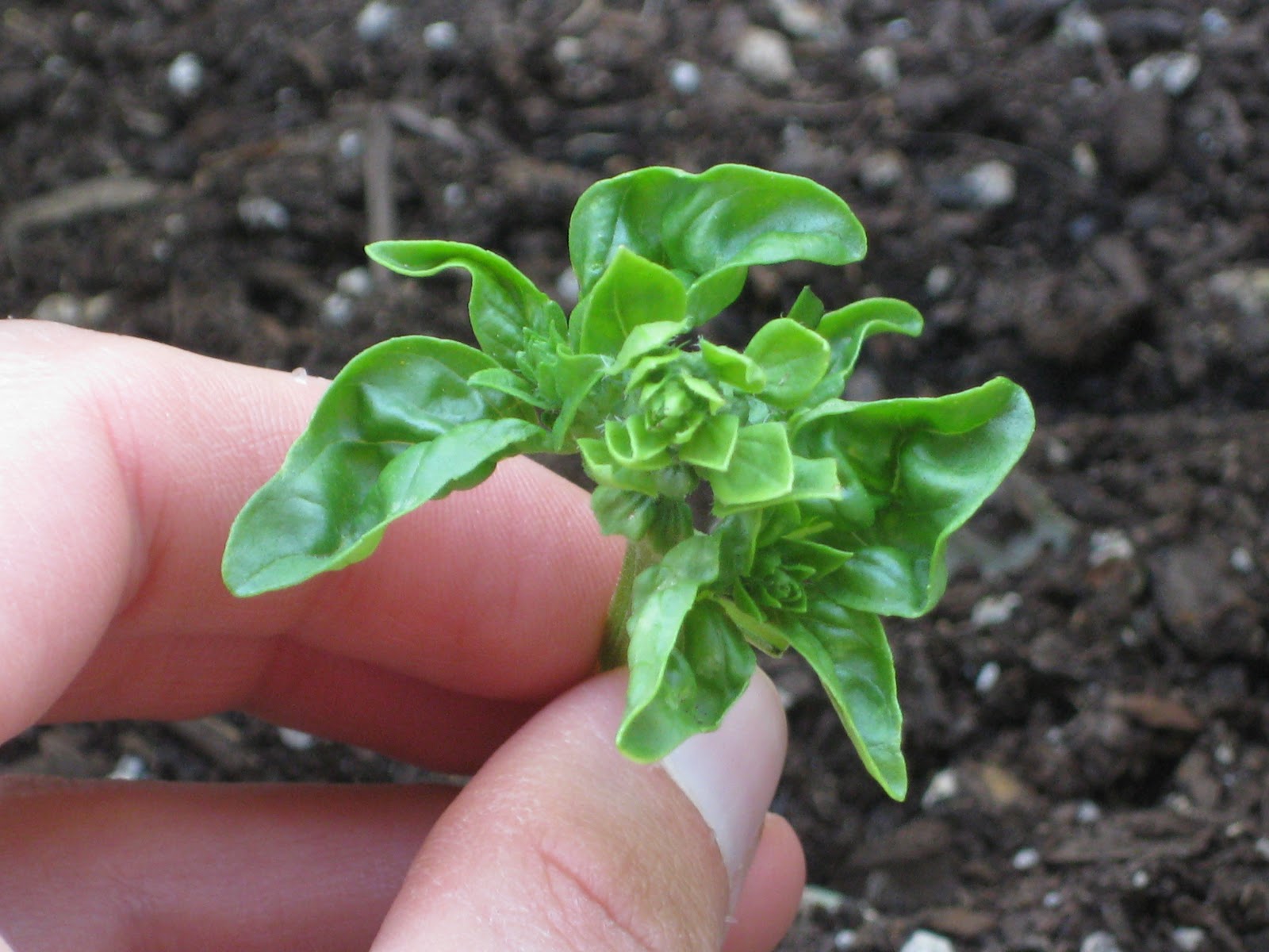 A Little Closer to Nature When Basil Bolts