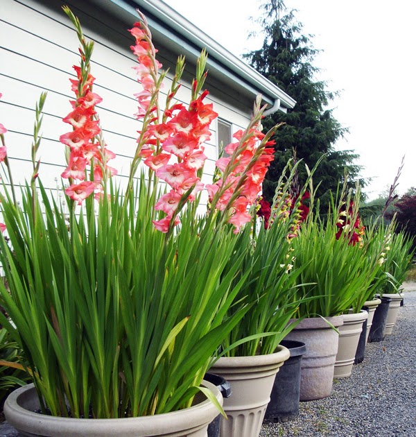 B&D Lilies Garden Blog Winter Care of Potted Lily Bulbs