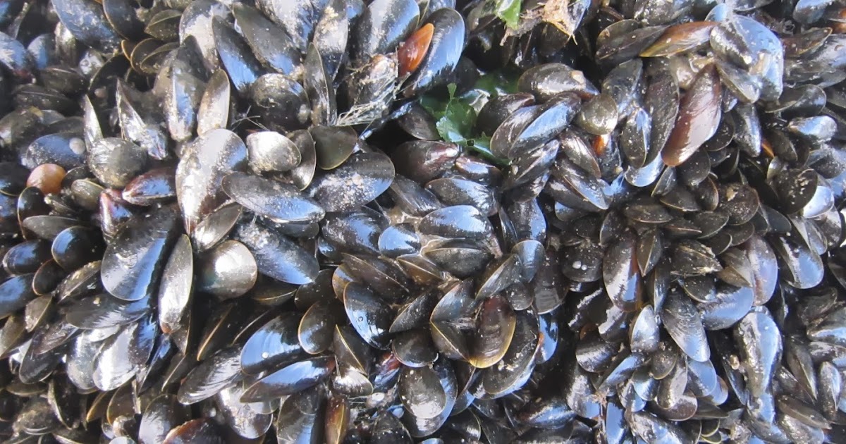 NH Sustainable Marine Fisheries Growing blue mussels and reducing