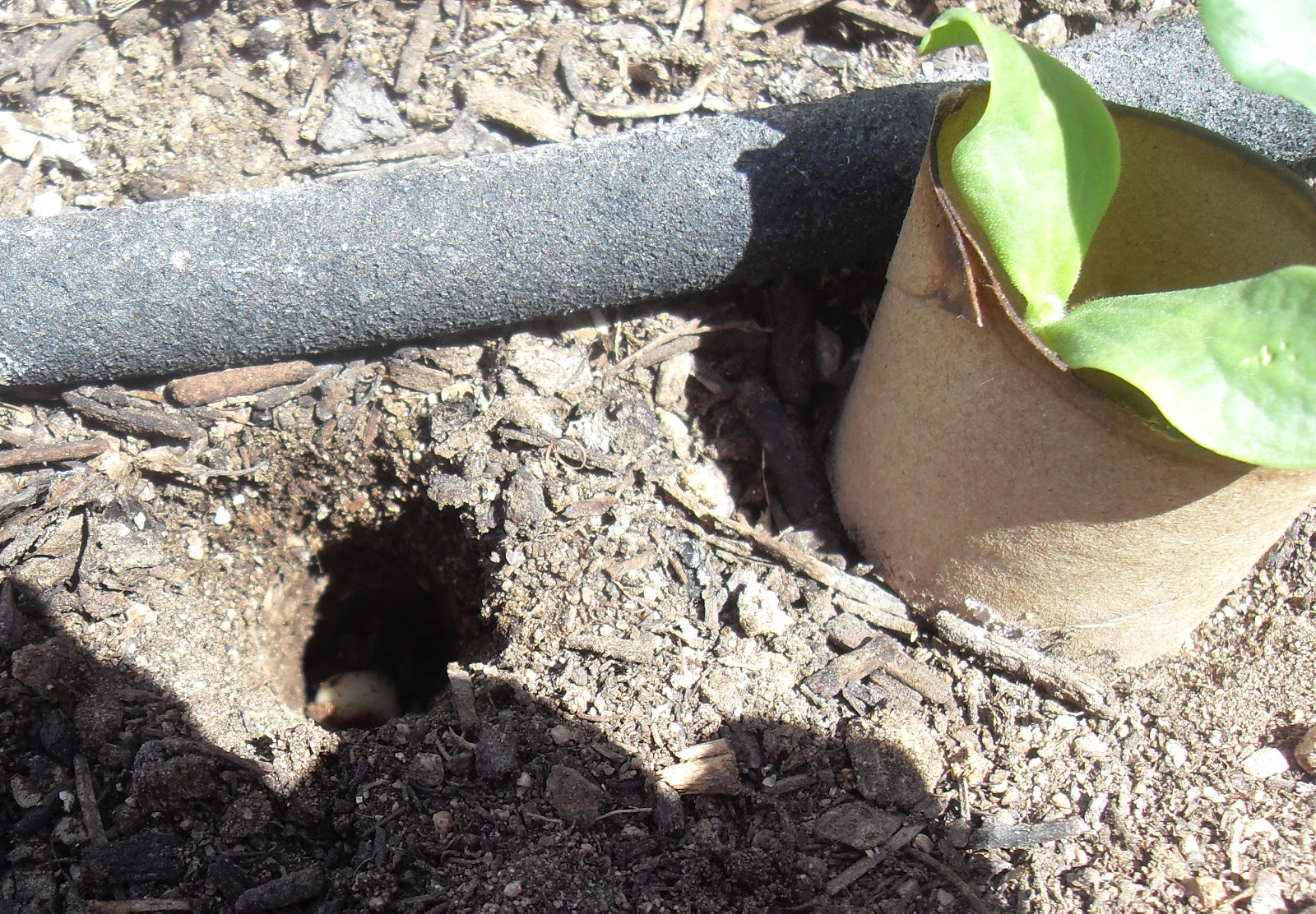 The Scientific Gardener Does Soil Inoculant really work?