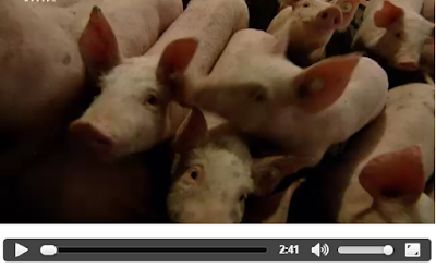 Otzberg Odenwald: Vom Schweinestall ins Internet