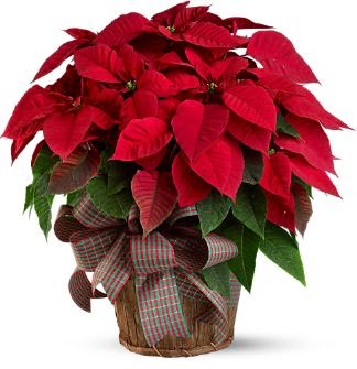 Christmas flowers are captivate