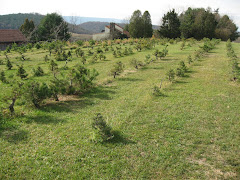 The field trees