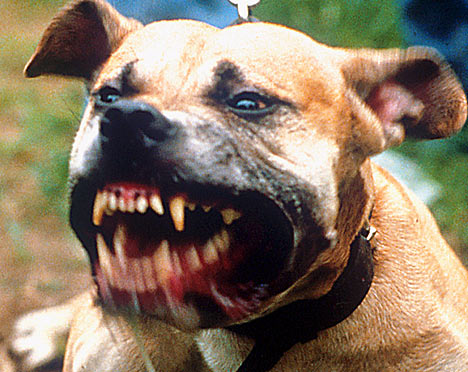 Perro ataca a bebe de 1 año Perro ataca a bebe de 1 año