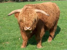 Highland cow