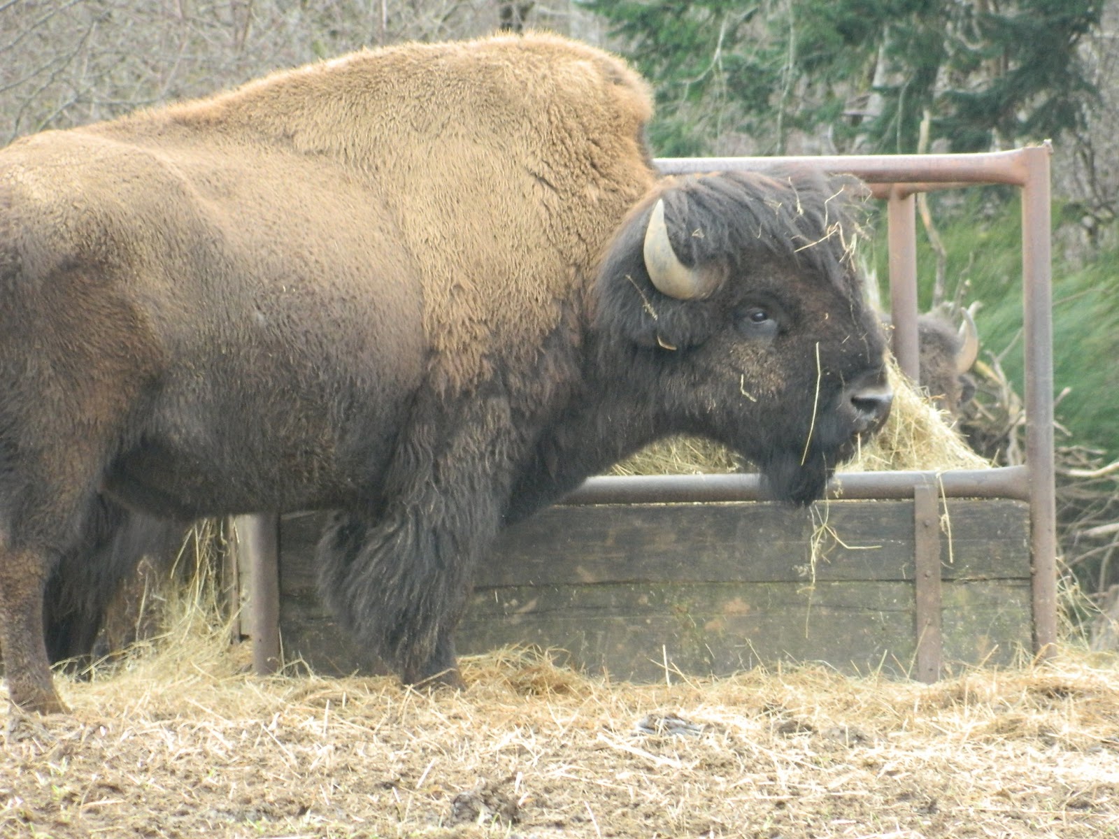Pas Bison