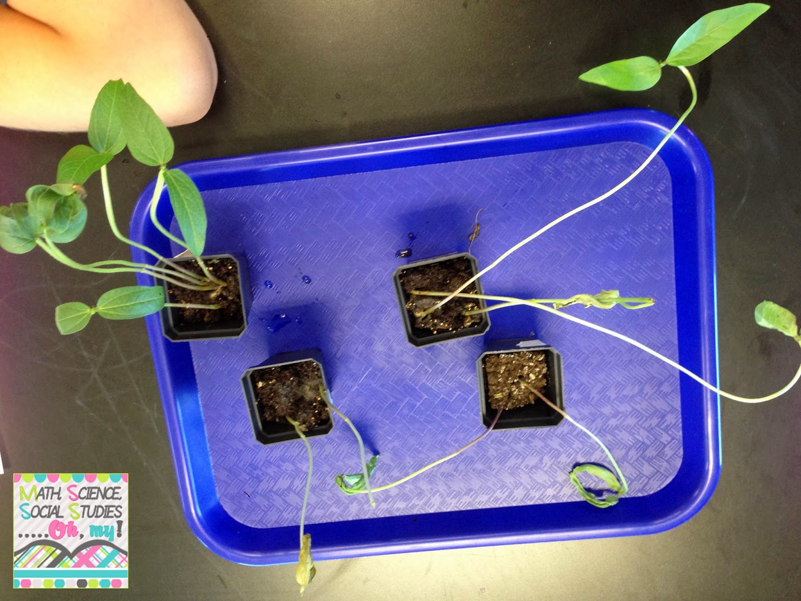 What do plants need to survive? Technically Speaking with Amy