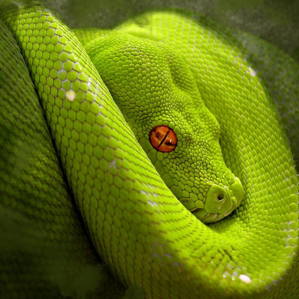 Green Snake Pictures
