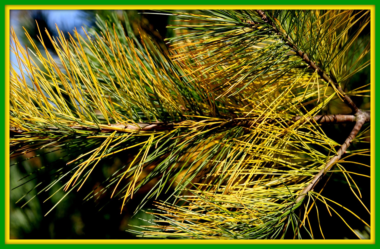 Walk With Father Nature Evergreen ? Yes and No