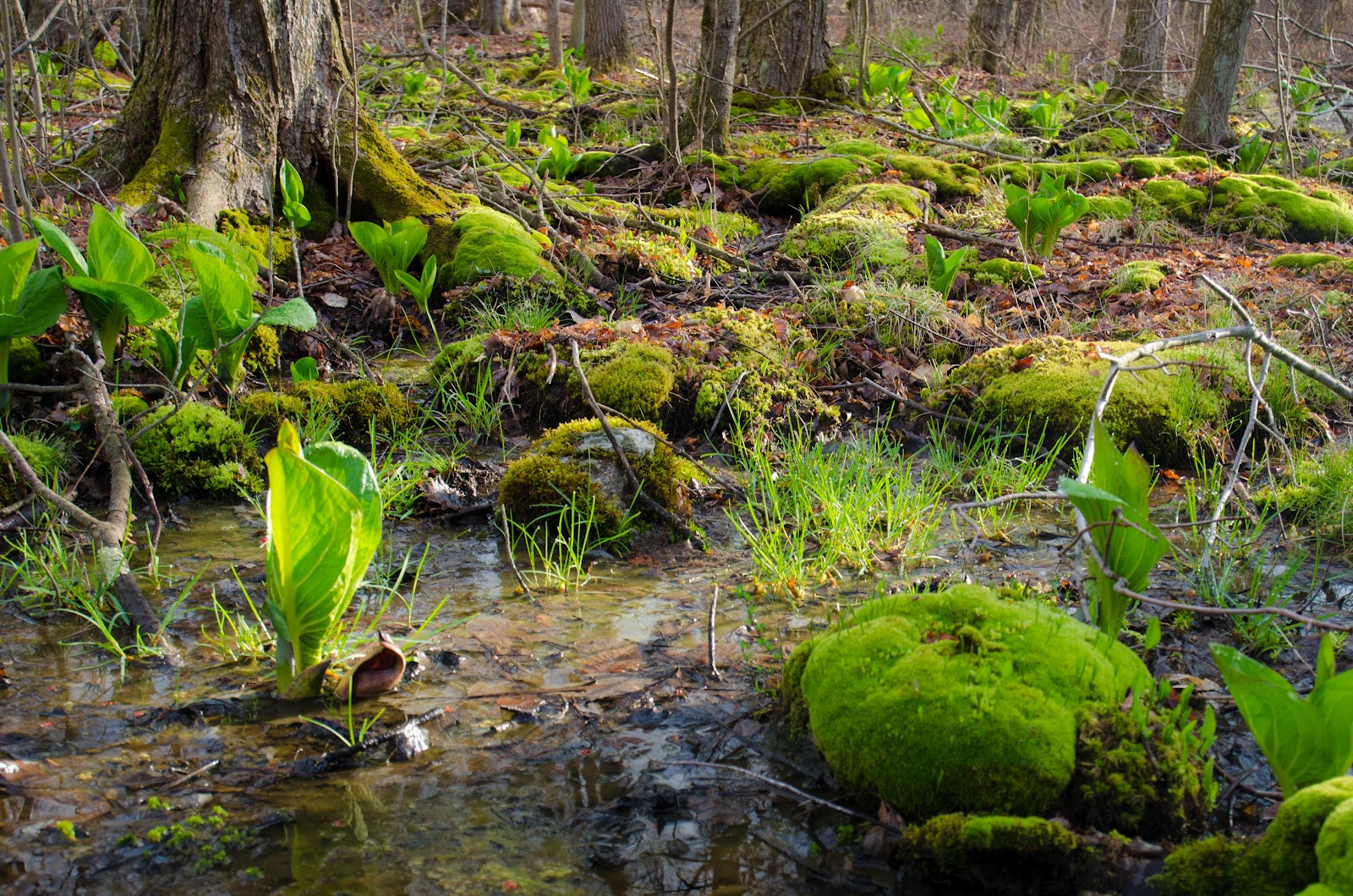 Connecticut Audubon Society Trout Brook Valley wildlife and habitat
