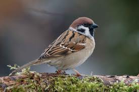 பறவைக‌ள் ப‌ற்‌றிய ஆரா‌ய்‌ச்‌சி‌ Sparrow+image