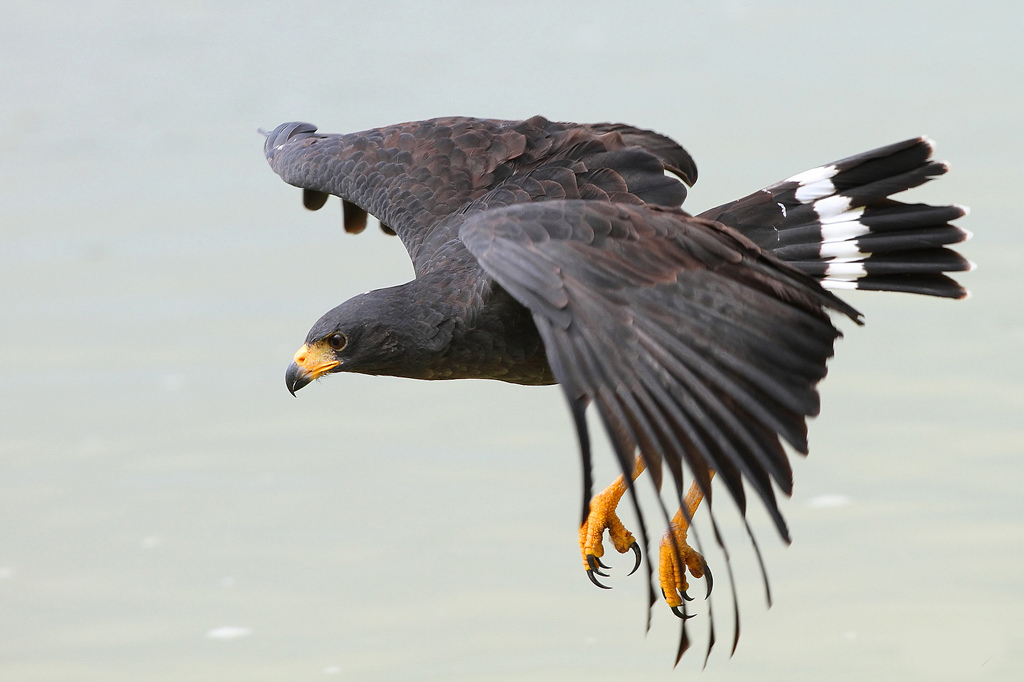 Bellas Aves de El Salvador Buteogallus anthracinus (Busardo negro
