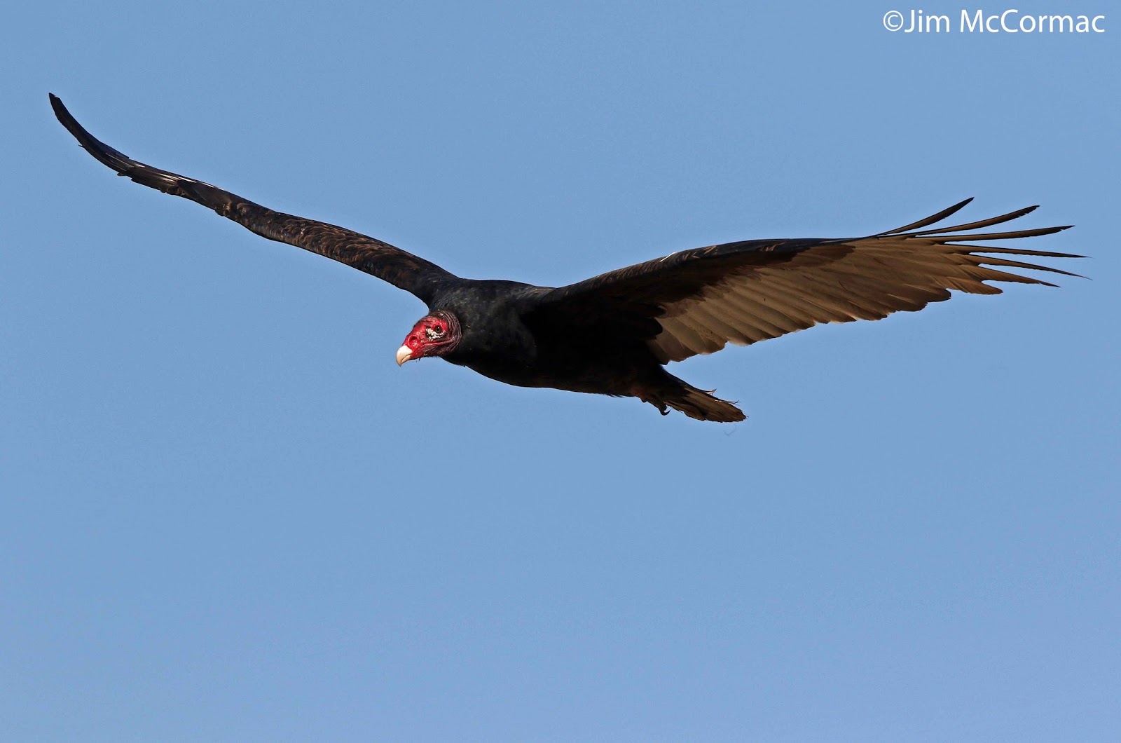 Ohio Birds and Biodiversity Turkey Vultures and Tree Swallows on the wing