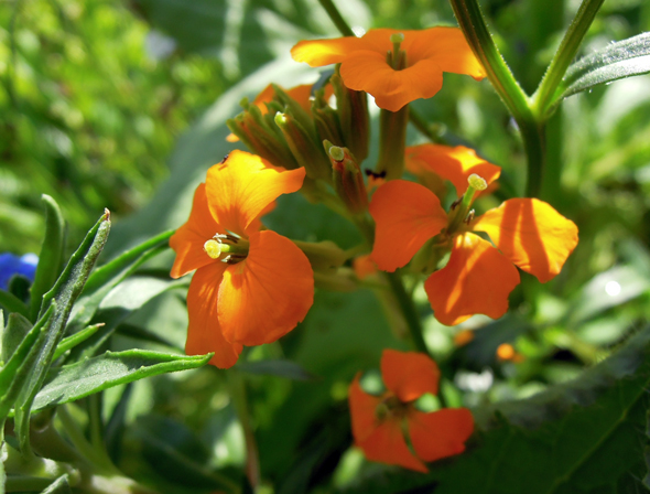 siberian wallflower orange wildflowers wild flower