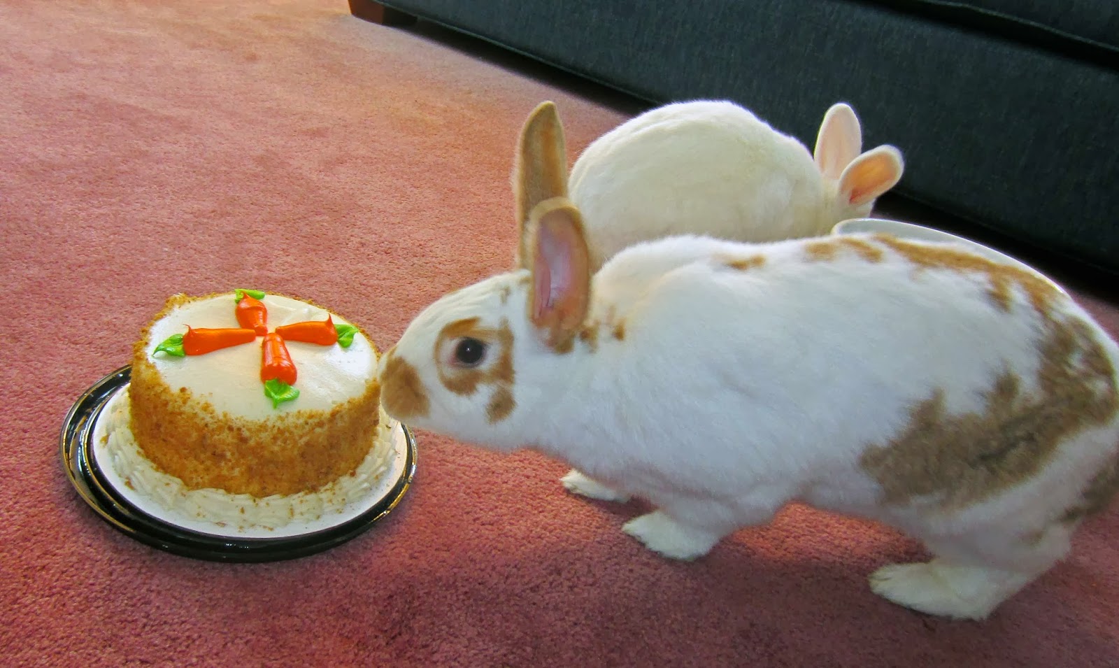 Rabbits Eat Quilts February 2014